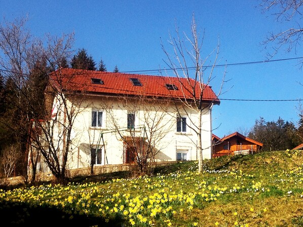 C'est la saison des jonquilles