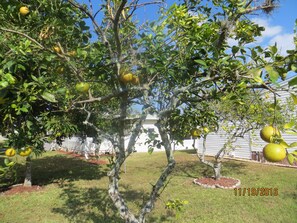 Back yard orange trees