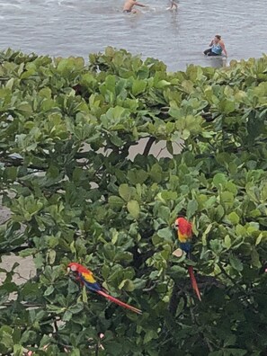 Macaws in a tree next to one of the condo's balconies.