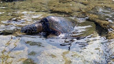 Direct Oceanfront Condo!  Sea Turtles & Beautiful Sunsets from the Lanai