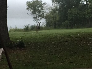 Deer are a common sight