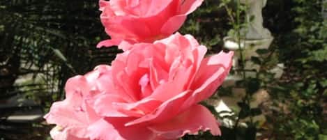 Rose garden. Back yard. 