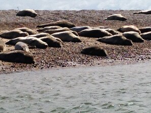 Blakeney  come visit the seals