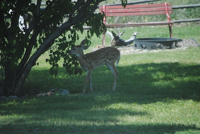 Wilderness Spirit Cabins 'Bear Cave' cabin-family friendly/sportsman paradise