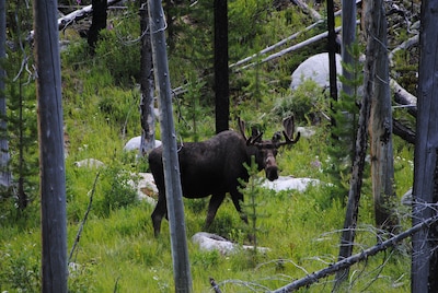 'Wolf Den'-A Perfect Romantic Honeymoon cabin and a Sportsman's Paradise Cabin