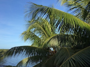 Rum