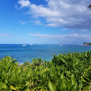 View of the snorkel boats from our front yard.