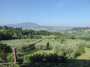 Looking west over olive trees to Mount Sorrate
