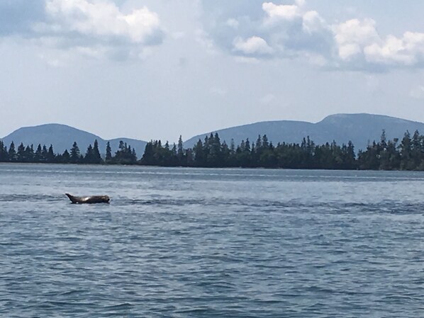 A seal will often rest on a 12 ft boulder during high tide in front of our home 