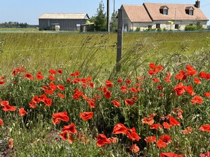 Early June 2023 and the poppies are back - beautiful