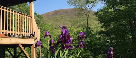 Summer Flowers blooming. Iris, Black Eyed Susan, Coneflowers, & Daisies