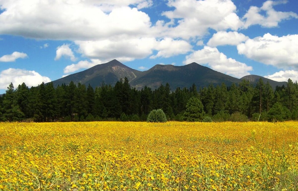Paradise in the Pines – Pet friendly, summer getaway! Rental car available