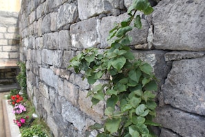 Trädgård