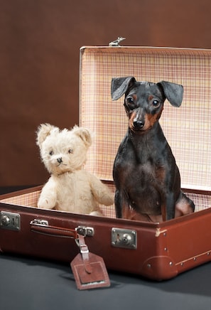 Animaux de compagnie acceptés
