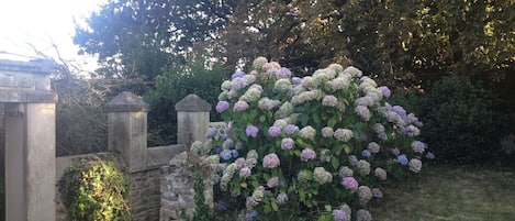 Jardin