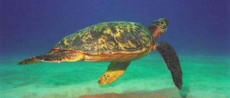 You will encounter the amazing sea turtles on and off shore Maui! Do not touch!!