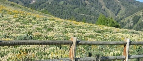 Bald Mountain from the yard in summer with wildflowers covering Penny Hill.