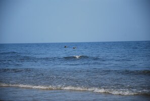 pelicans on the water