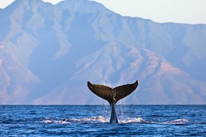 Guests say the whales are better seen from the balcony than from excursions.