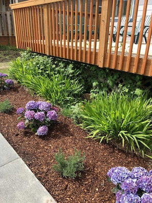 Blossoms by the deck