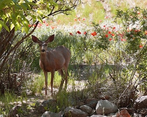 Backyard resident (photo from a recent guest)
