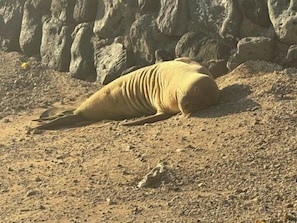 Local Monk Seal lounging on the beach! Front of property!