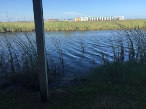 Small pond in neighborhood for bird watching or fishing!