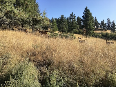 Serene Mountain Getaway near Mission Ridge is Perfect for Families    