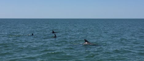 This is a common view in our area while out boating.  Sometimes even at our dock