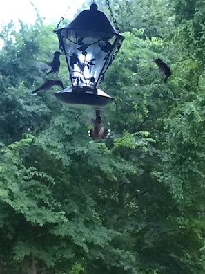 Local hummingbird dance as seen from the back porch