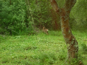 Roe deer in garden