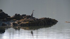 Great Blue Heron on Heron Point, Picnic Island.
