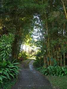 Paradise: Ocean View Cottage Solar Power Tropical Flower Farm