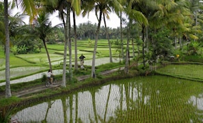 Cykling