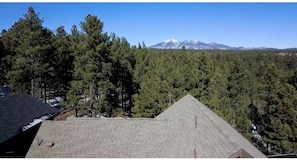 Rooftop view of woods behind the house.