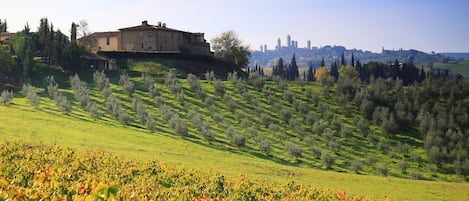 Montegonfoli and San Gimignano. Part of our 1000 olive trees and of our vineyard