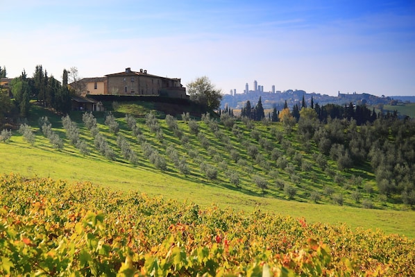 Montegonfoli and San Gimignano. Part of our 1000 olive trees and of our vineyard