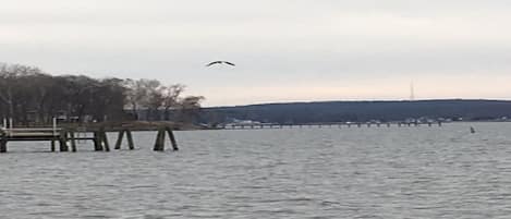 Bald Eagle!! Nesting nearby