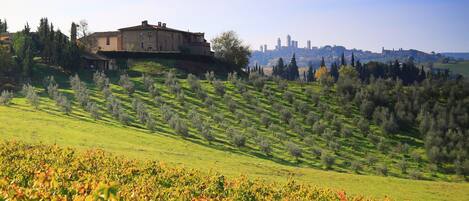 Montegonfoli and San Gimignano towers, with some of our vineyard and olive trees