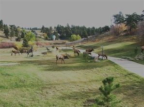 Elk EXPERIENCE THE LOCAL RESIDENTS. They like our front yard. 