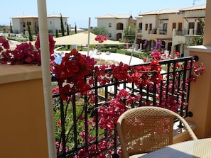 Bougainvillea in full flower