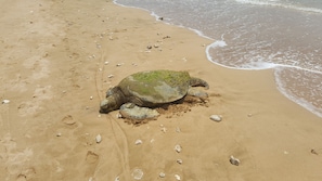 See the honu (green sea turtle) basking in the sun!