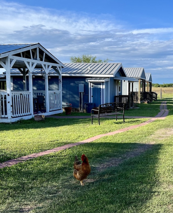 Gulf Breeze Alpaca Ranch & Lodging