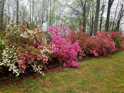 As springtime comes to the mountains, azaleas burst into bloom at MVR! 
