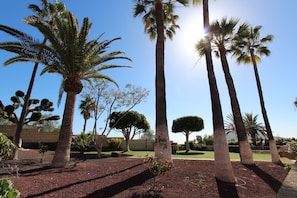 Palm Tree Garden