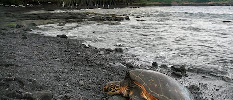 Punalu'u Black Sand Beach---truly a Turtle Paradise!