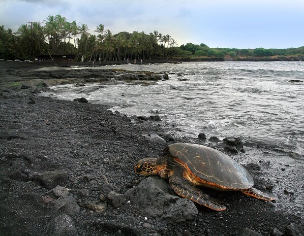 Punalu'u Black Sand Beach---truly a Turtle Paradise!