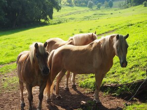 Terrenos do alojamento