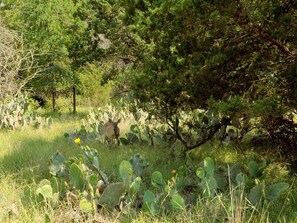 Beautiful Wildlife on the Ranch