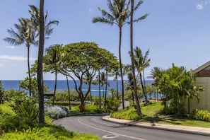 The lush tropical and beautifully maintained resort of Maui Kamaole. Situated on over 20 acres - across from Kamaole III Beach